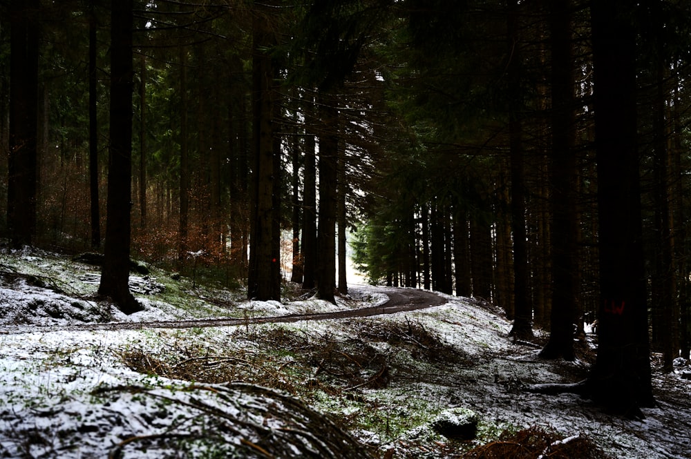 arbres verts sur un sol rocheux pendant la journée