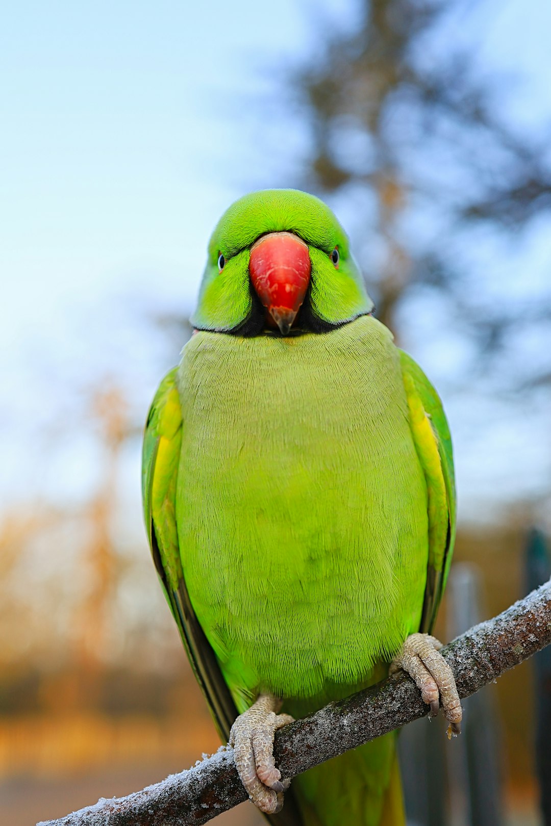 green bird on brown tree branch during daytime