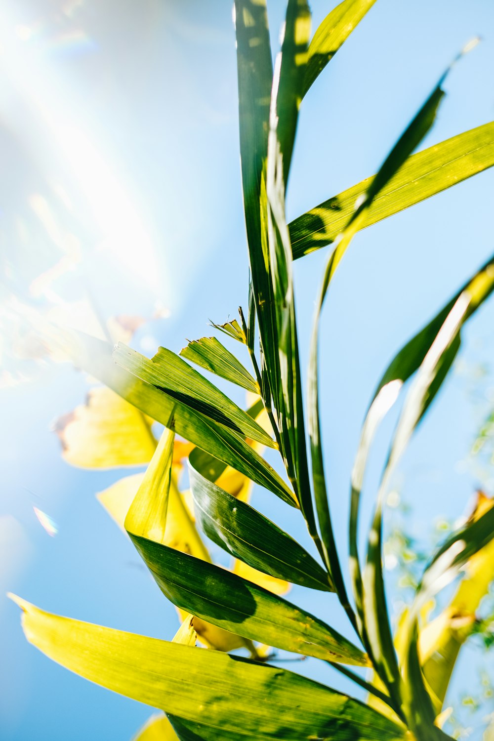 green leaves under blue sky during daytime