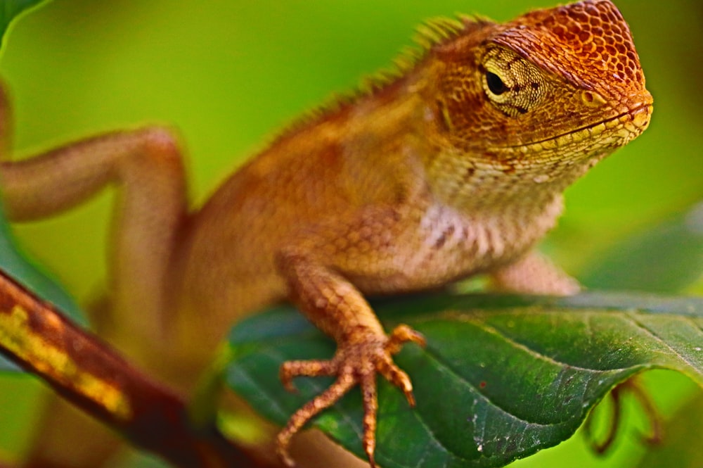 brown and green lizard on green leaf