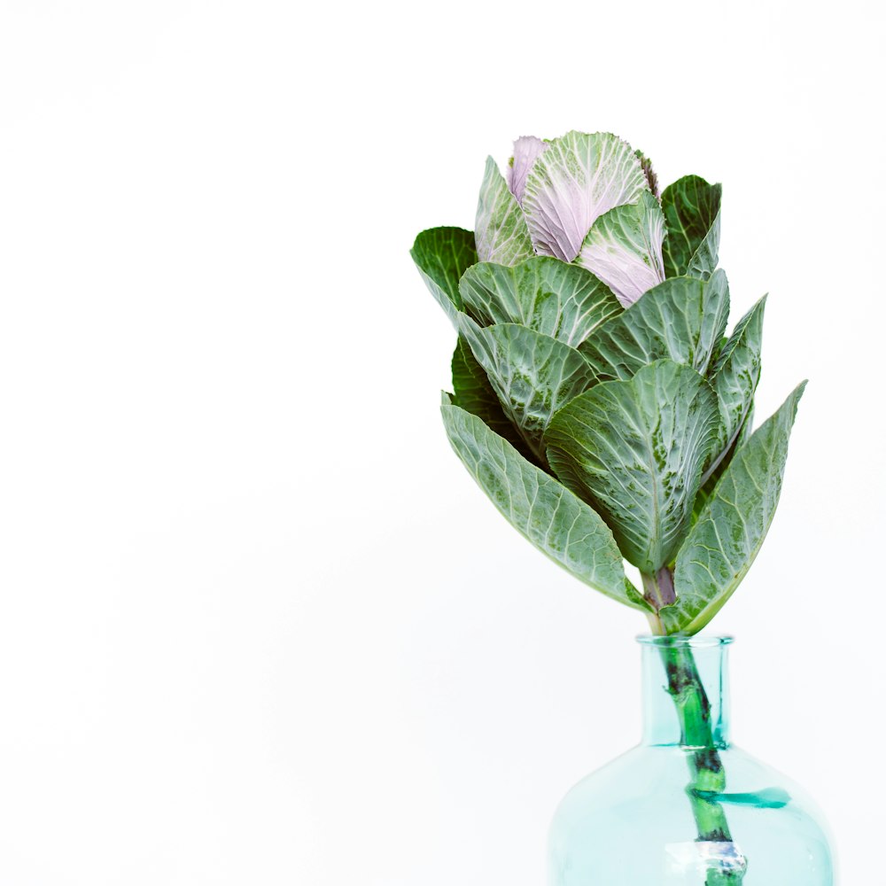 purple and white flower on clear glass vase