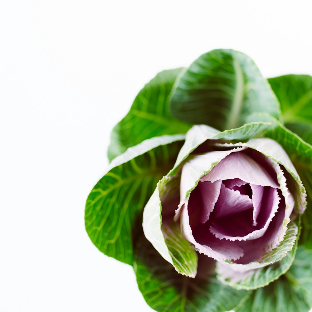 green and white flower bud