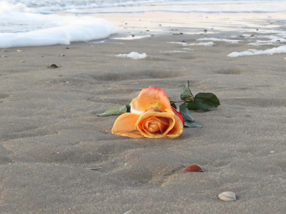 orange and yellow rose on beach shore during daytime