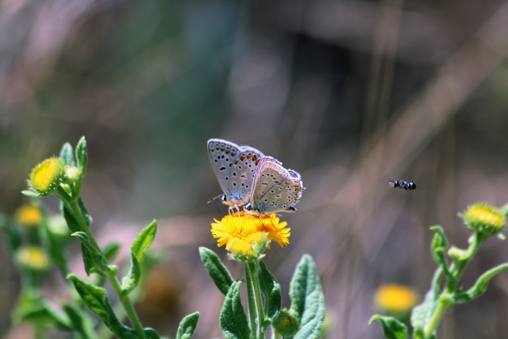 brown and white butterfly perched on yellow flower in close up photography during daytime