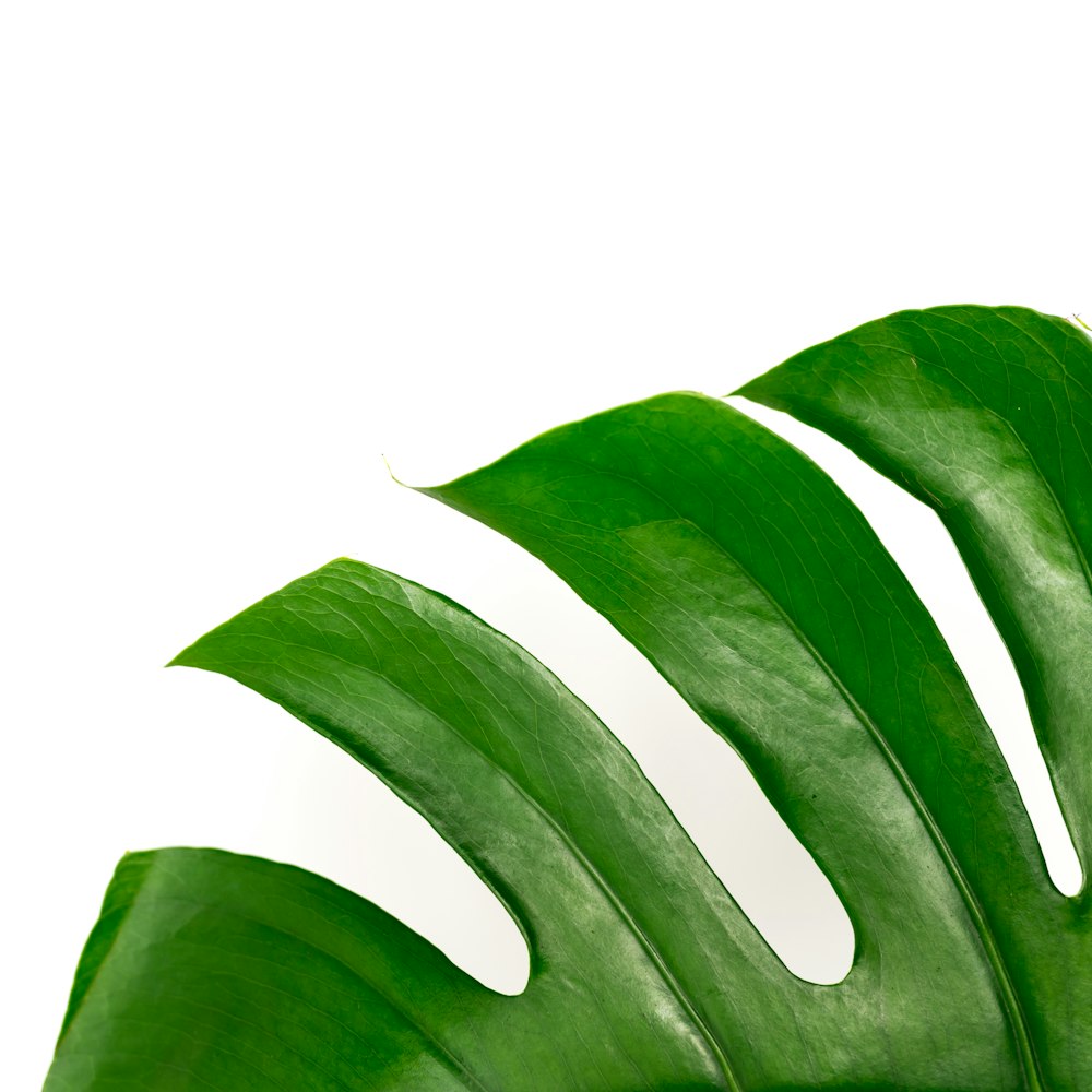 green leaf with white background