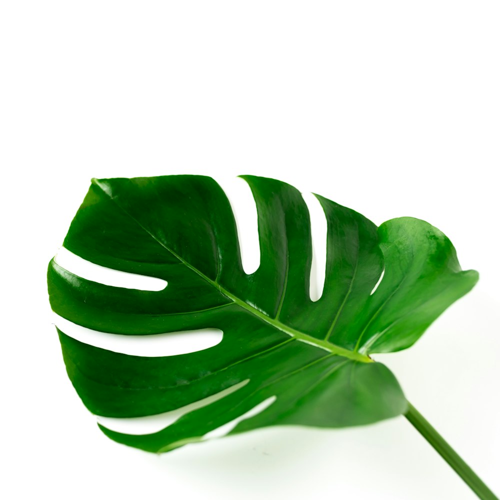 green leaf with white background