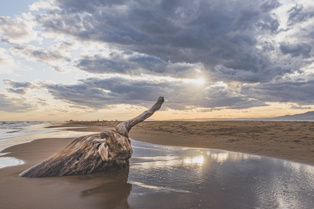 brown tree trunk on brown sand near body of water during daytime