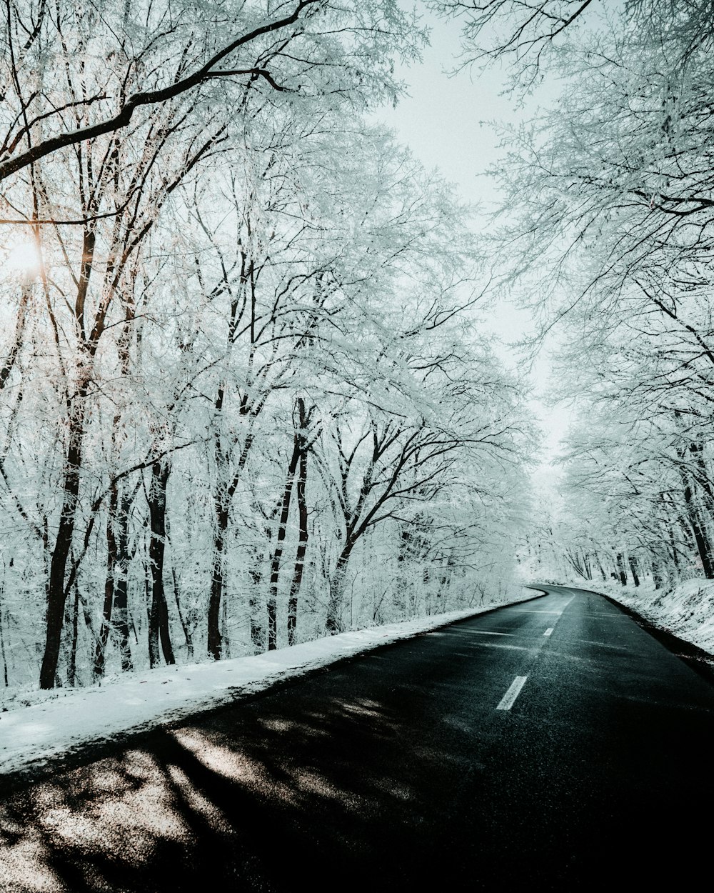 black asphalt road between bare trees covered with snow during daytime