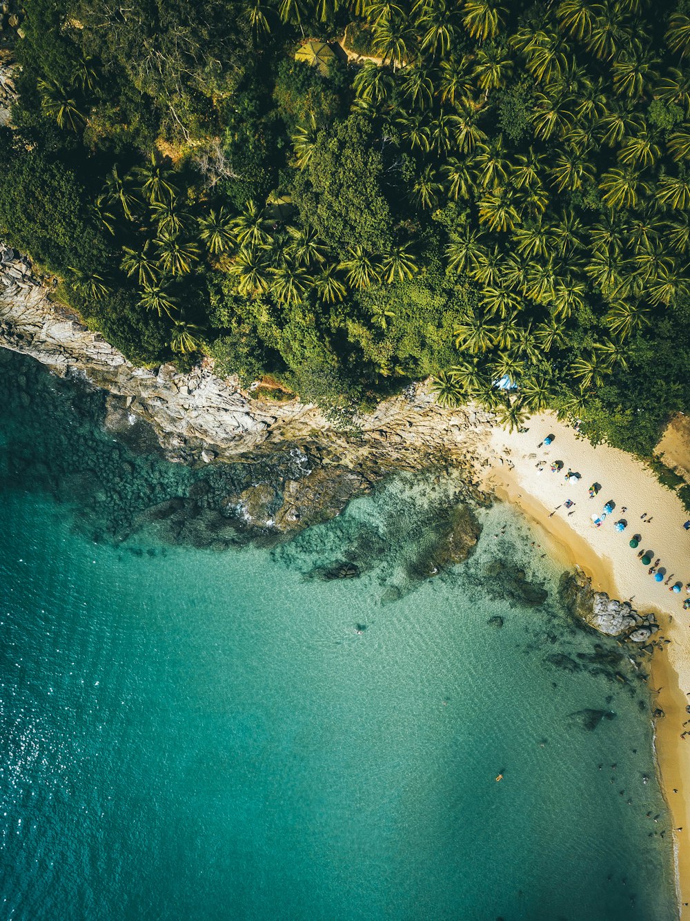 vista aérea de árvores verdes ao lado do mar azul durante o dia