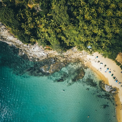 aerial view of green trees beside blue sea during daytime