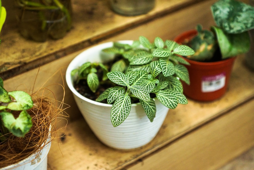 green plant on white ceramic pot