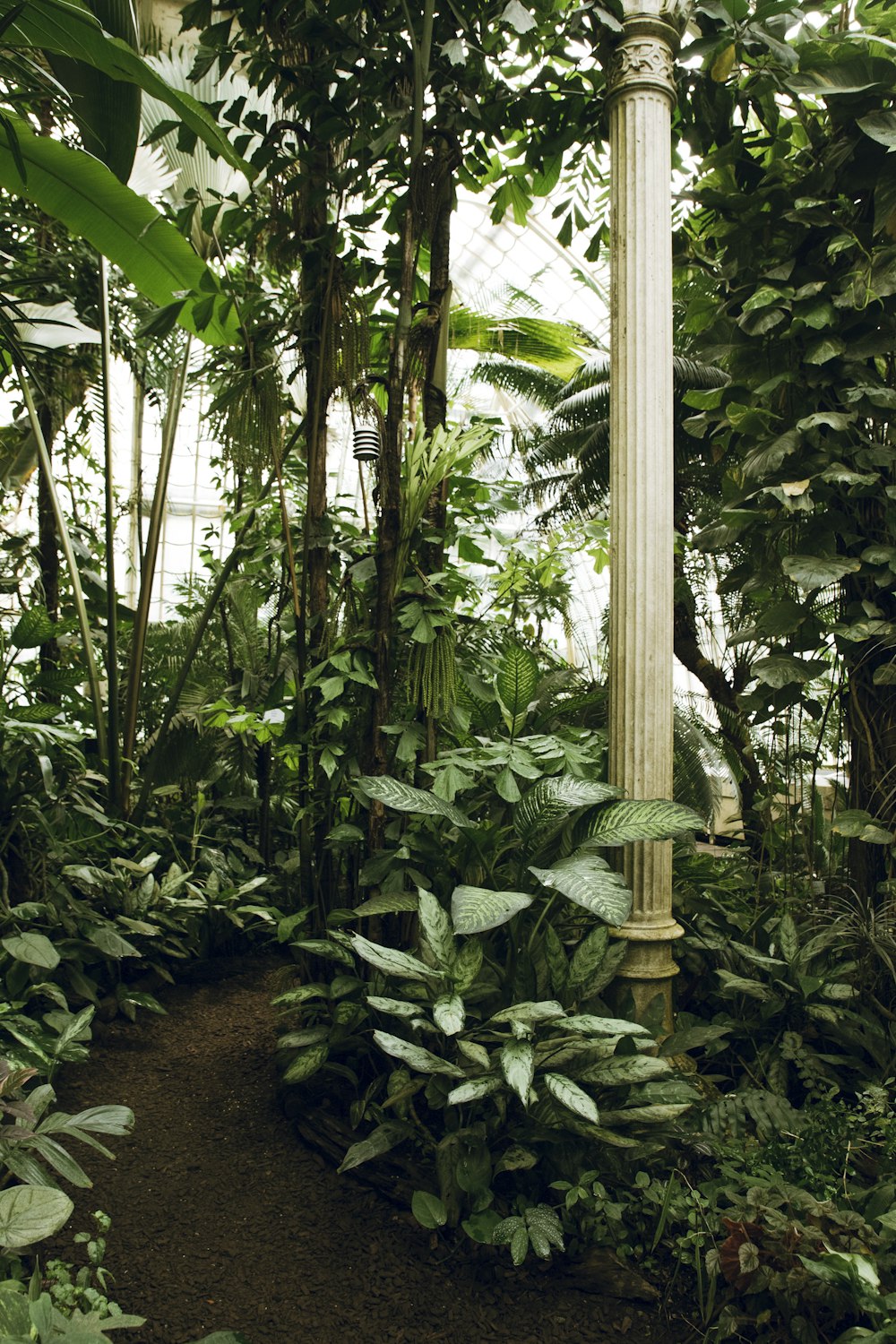 green banana tree during daytime