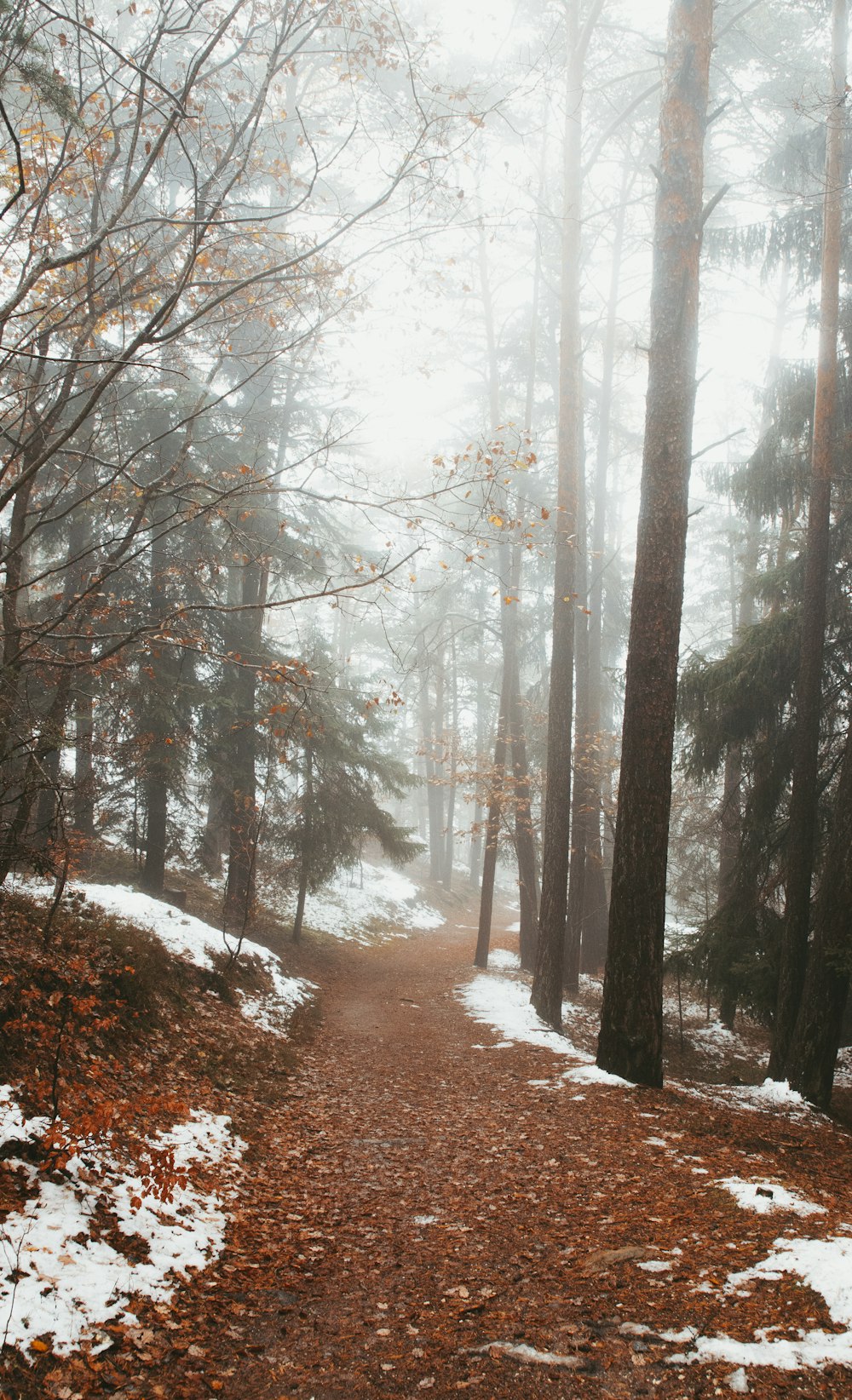 brown trees on snow covered ground during daytime