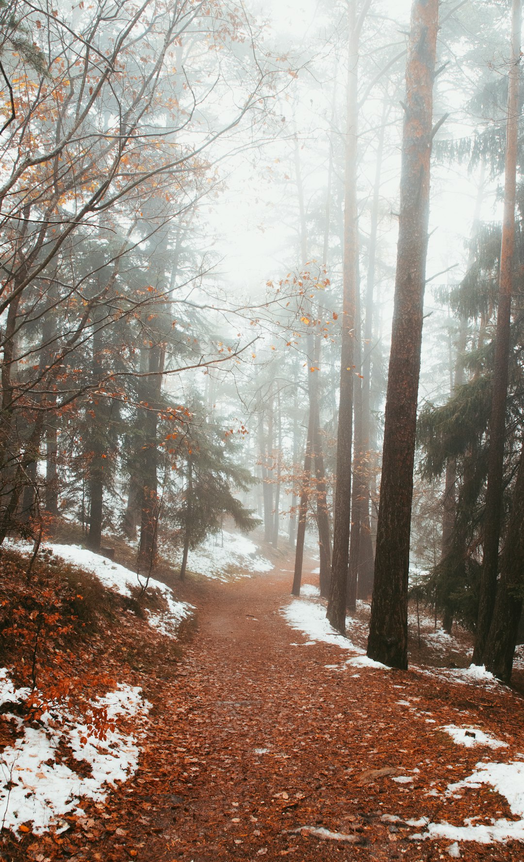 Forest photo spot South Tyrol Carezza