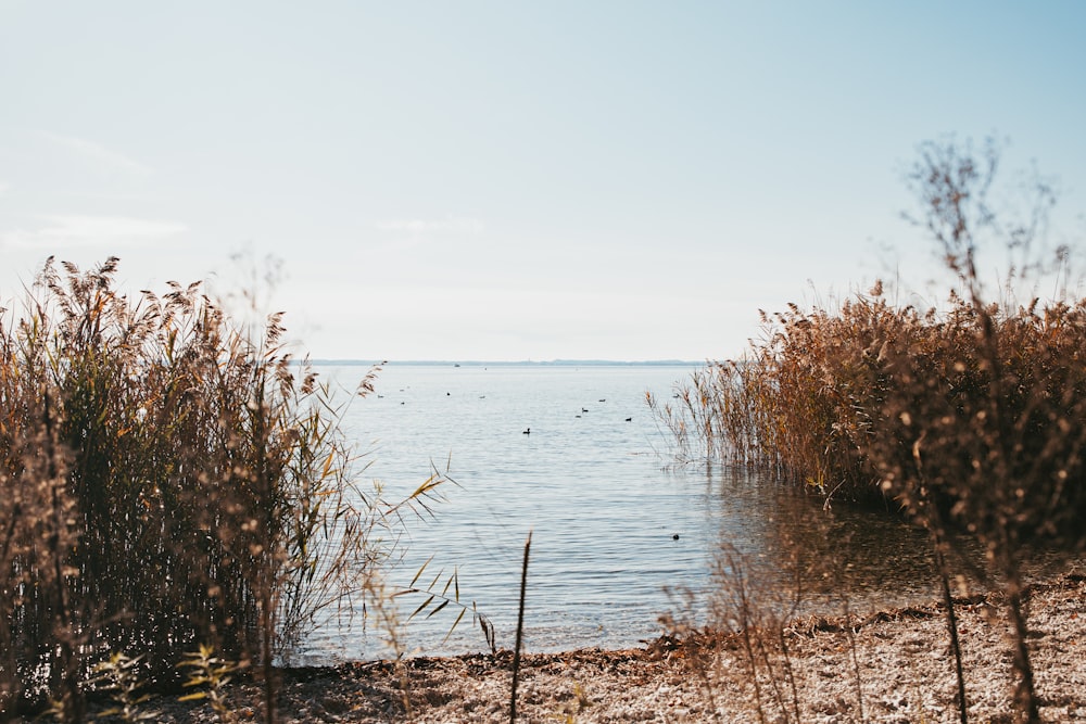 brown grass near body of water during daytime