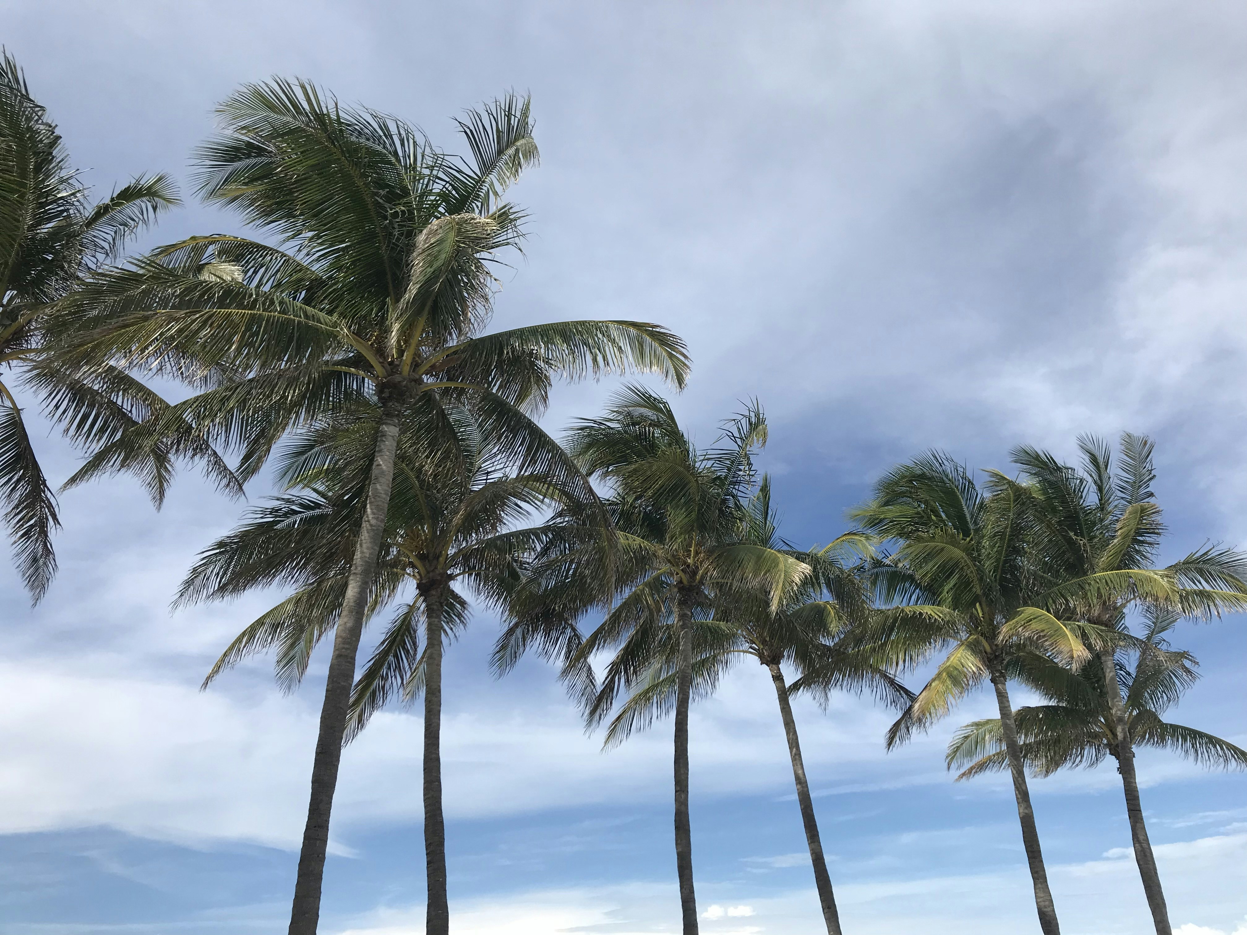 green palm tree near sea under blue sky during daytime, 