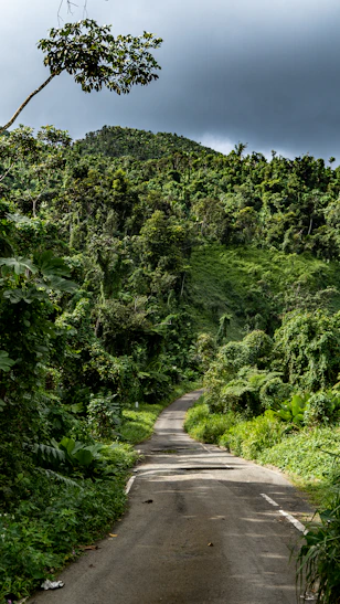gray concrete road between green trees under blue sky during daytime