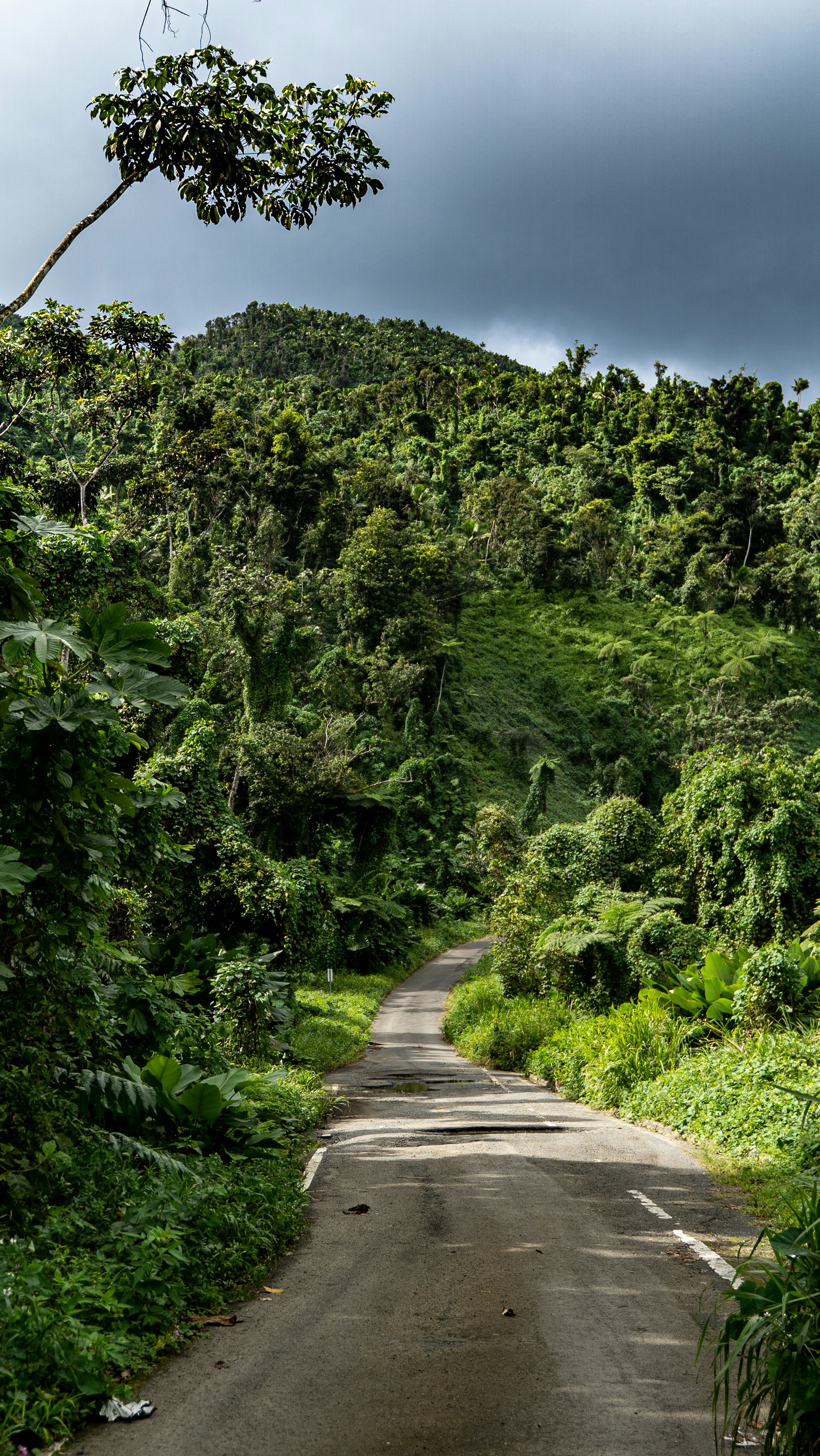 gray concrete road between green trees under blue sky during daytime