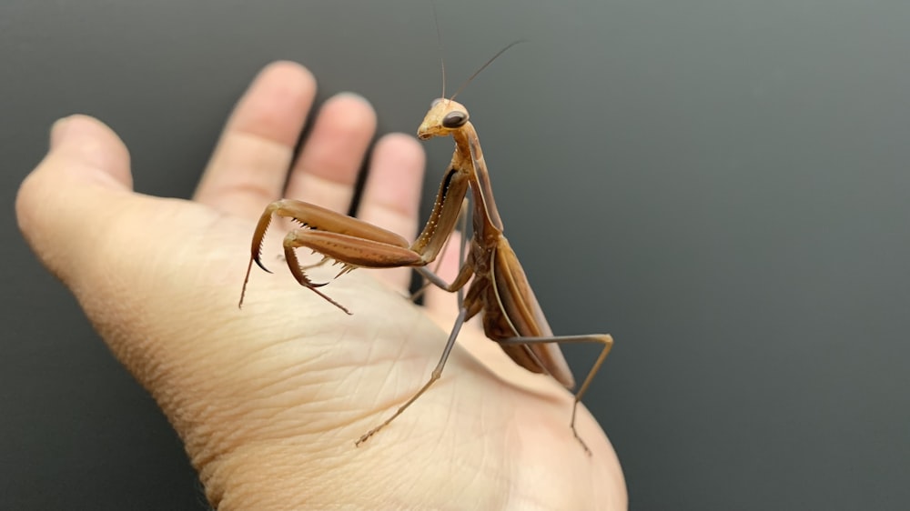 brown praying mantis on persons hand