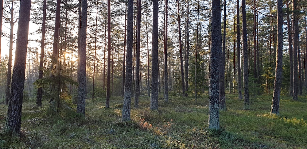 brown trees on green grass field during daytime