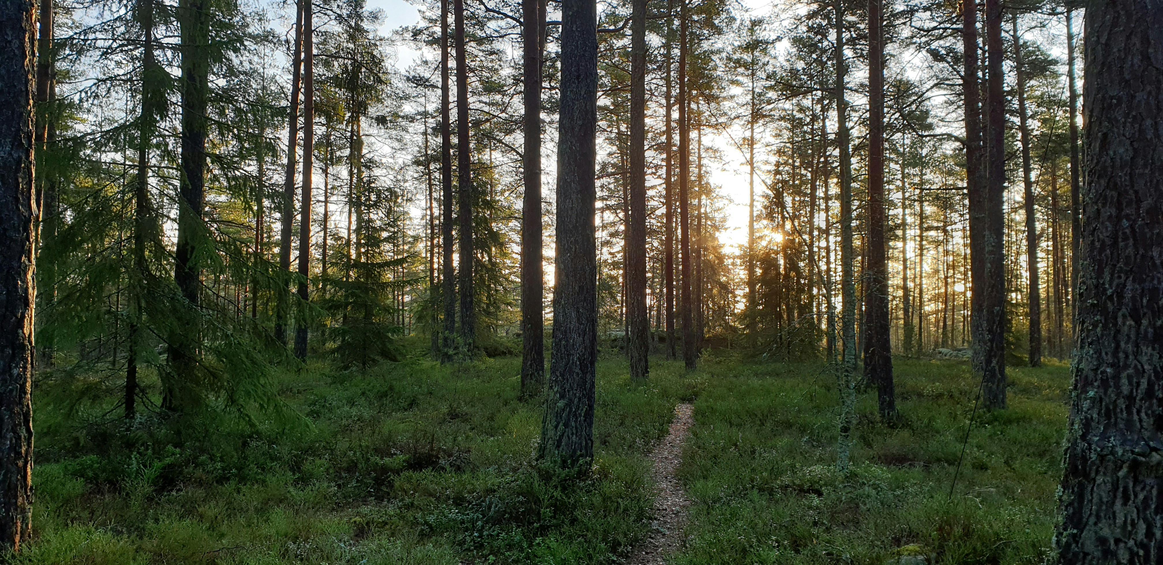 Forest path towards the rising sun.