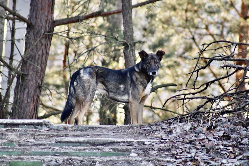 brown and black wolf on gray wooden log during daytime