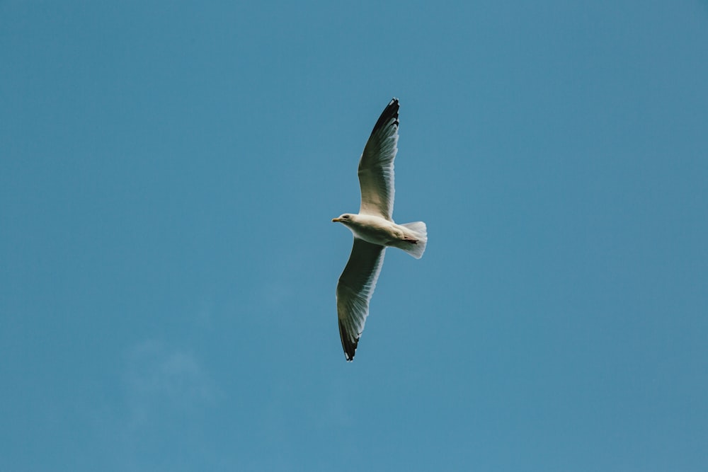 white bird flying during daytime