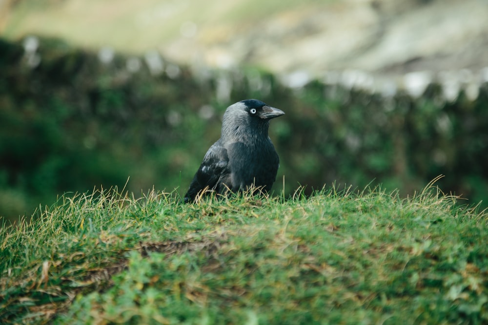 black crow on green grass during daytime