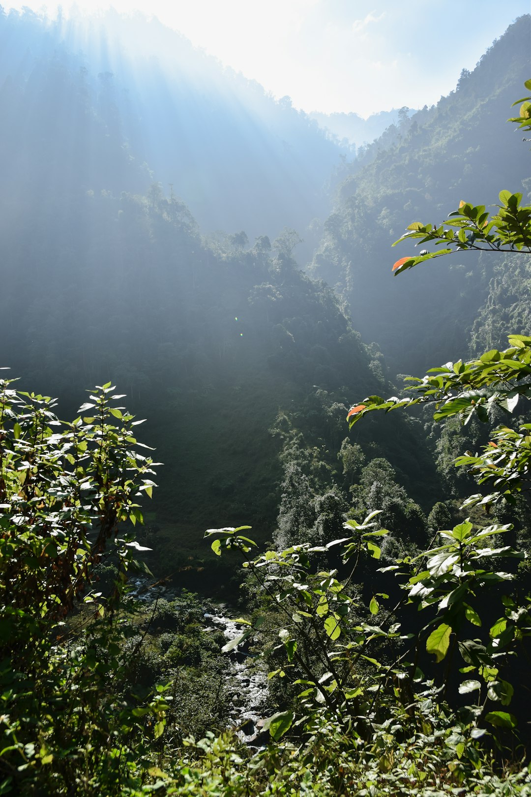 Tropical and subtropical coniferous forests photo spot Yên Bái Vietnam