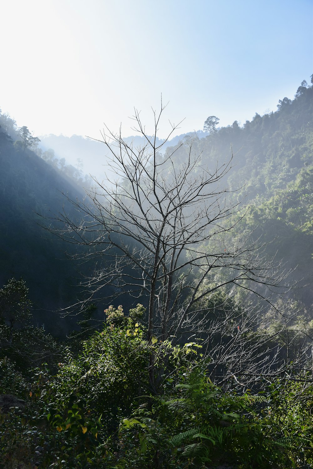 bare tree on mountain during daytime