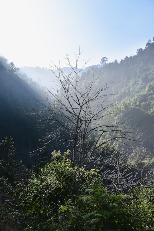 bare tree on mountain during daytime in Mù Cang Chải Vietnam