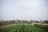 A rural landscape with neatly arranged green vegetable fields in the foreground and a row of houses with red rooftops and pastel-colored walls in the background. The scene is overcast, with a cloudy sky above.