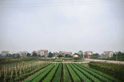 A rural landscape with neatly arranged green vegetable fields in the foreground and a row of houses with red rooftops and pastel-colored walls in the background. The scene is overcast, with a cloudy sky above.