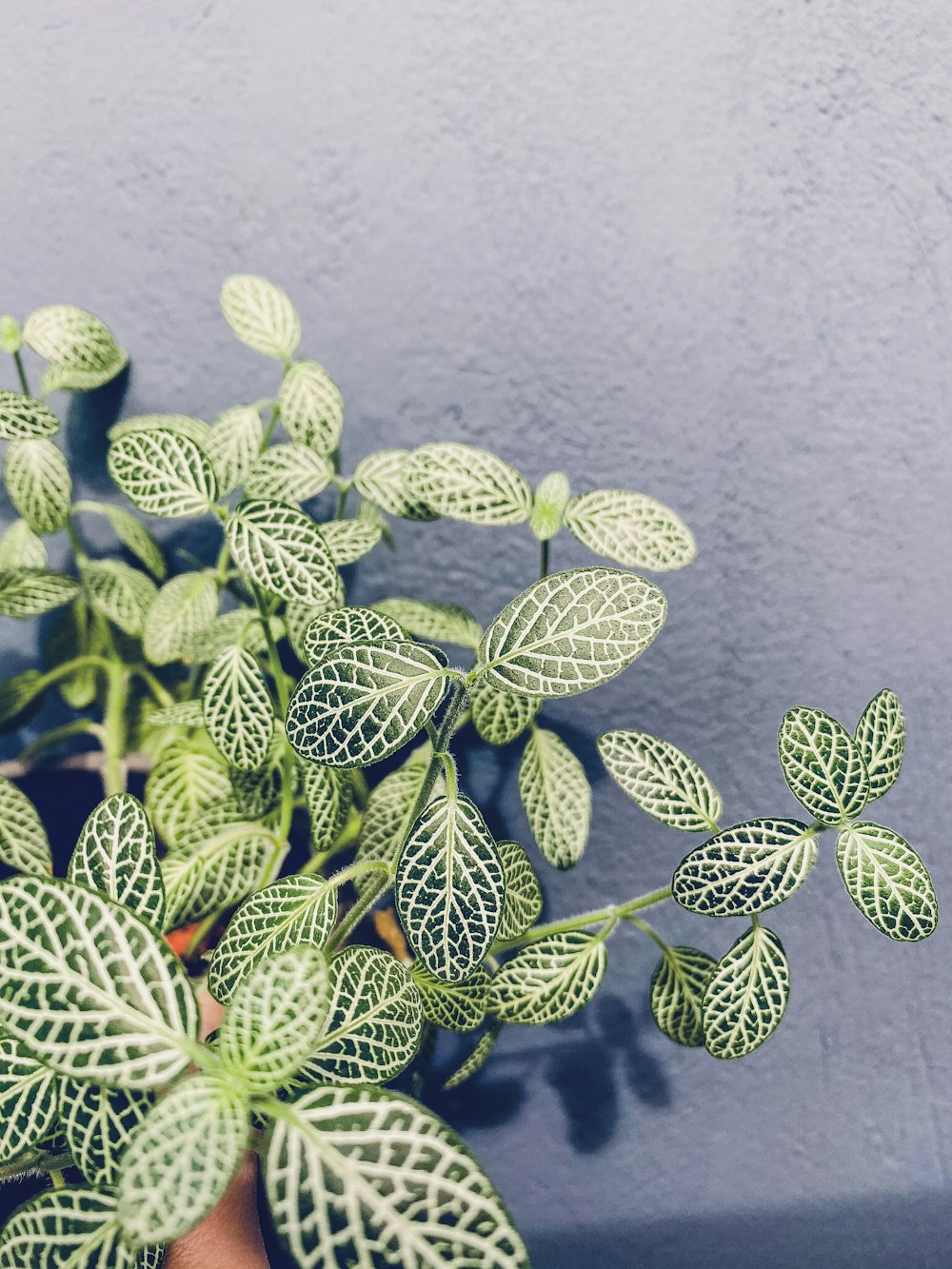 green leaves on gray concrete wall