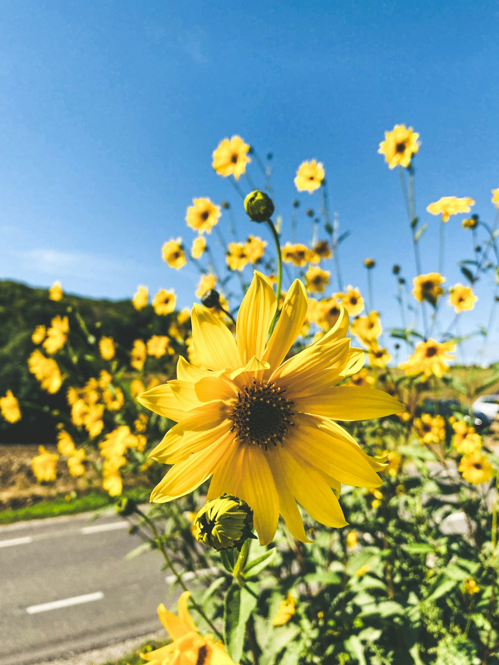 yellow sunflower field during daytime