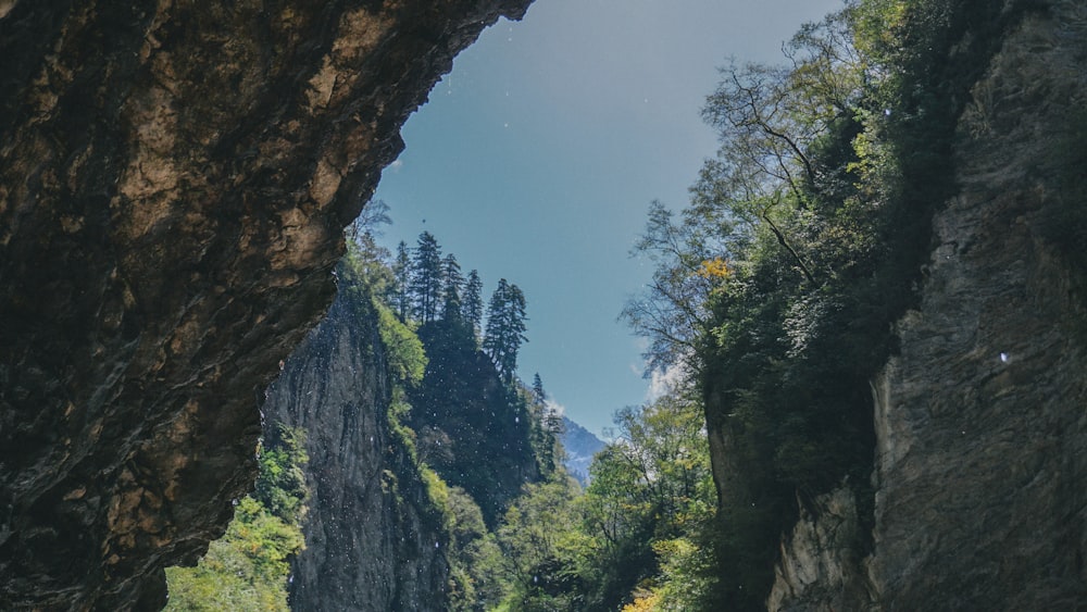 green trees on mountain during daytime