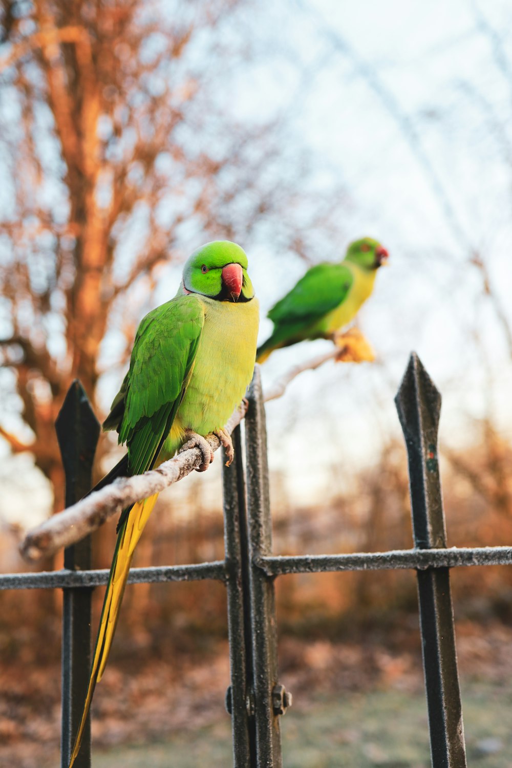 昼間の黒い金属製の柵の上の緑と黄色の鳥