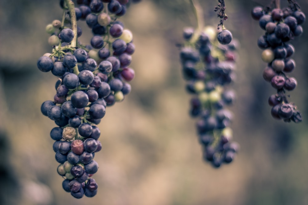 purple grapes in close up photography