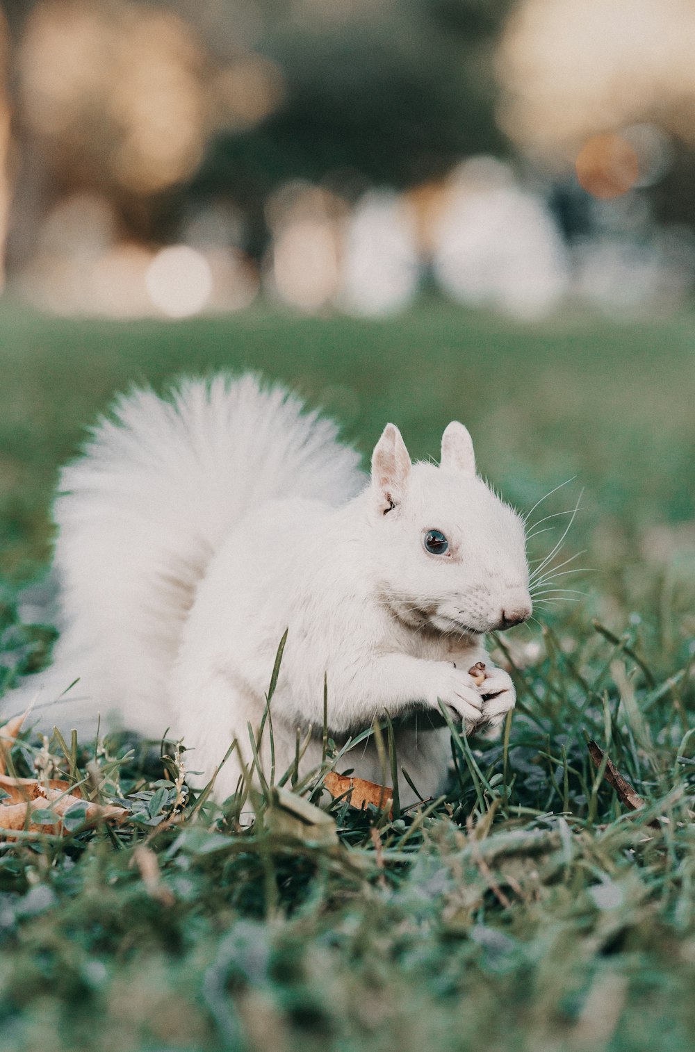 white rabbit on green grass during daytime