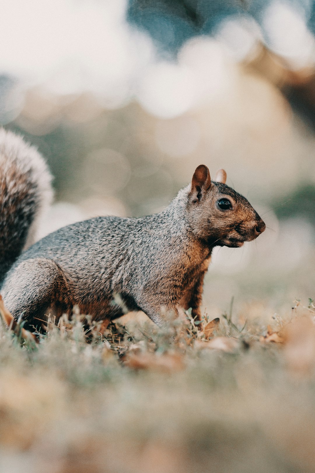 brown squirrel on brown grass during daytime