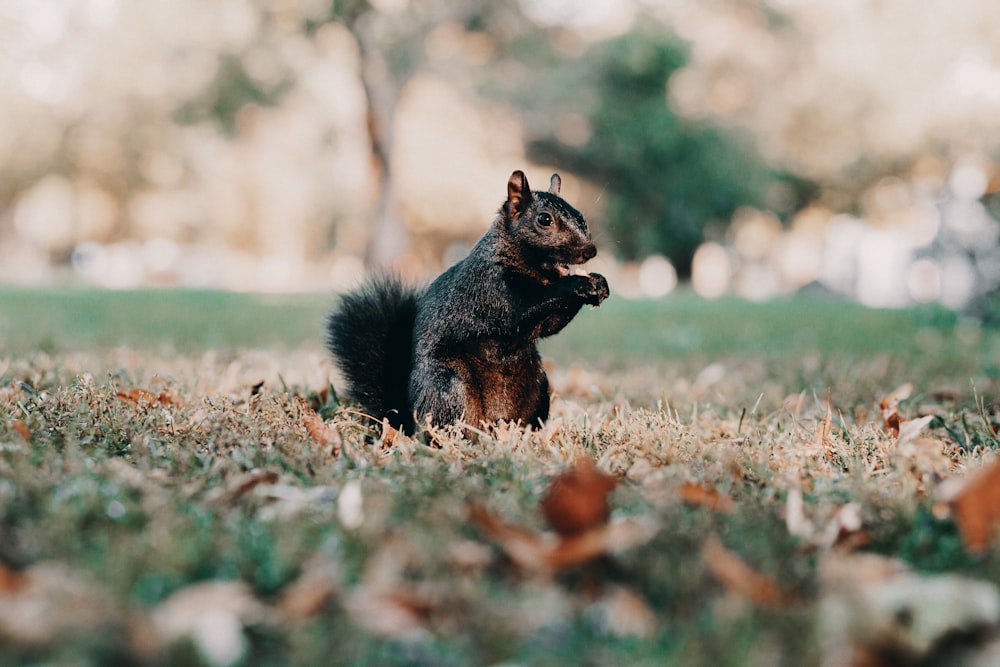 écureuil noir sur l’herbe brune pendant la journée