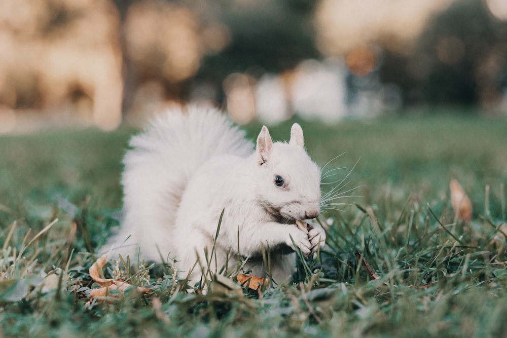 lapin blanc sur l’herbe verte pendant la journée