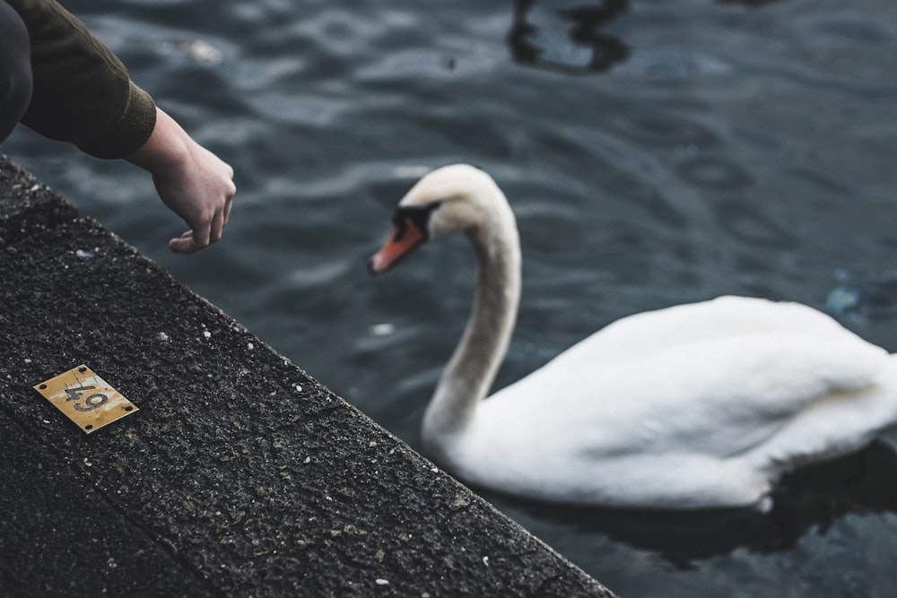 swan on water during daytime