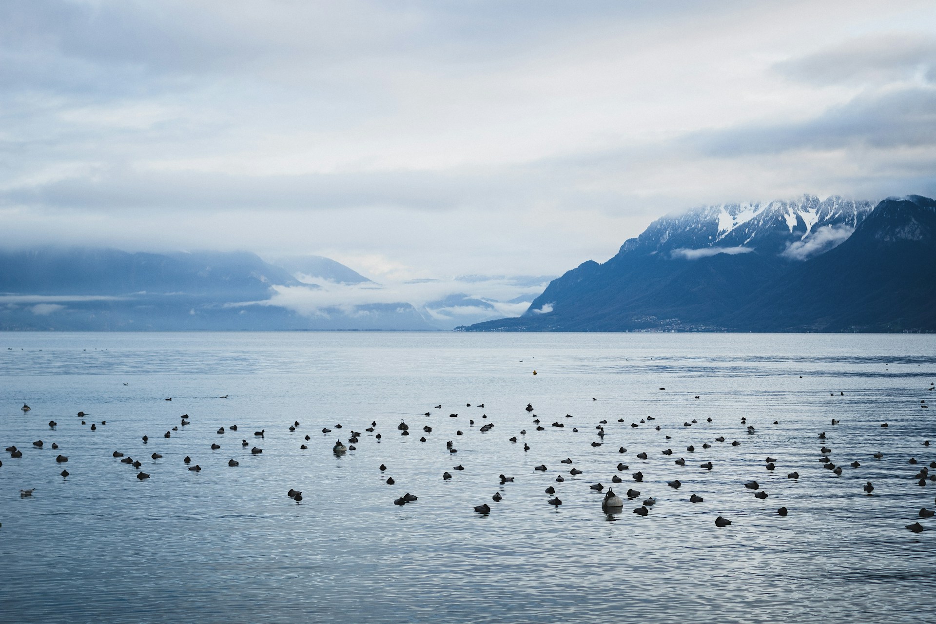 flock of birds on water during daytime