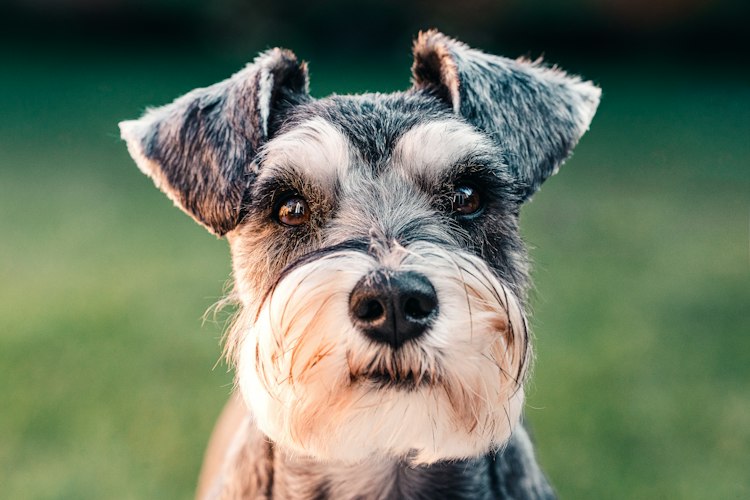 Miniature Schnauzer looking toward the camera outdoors