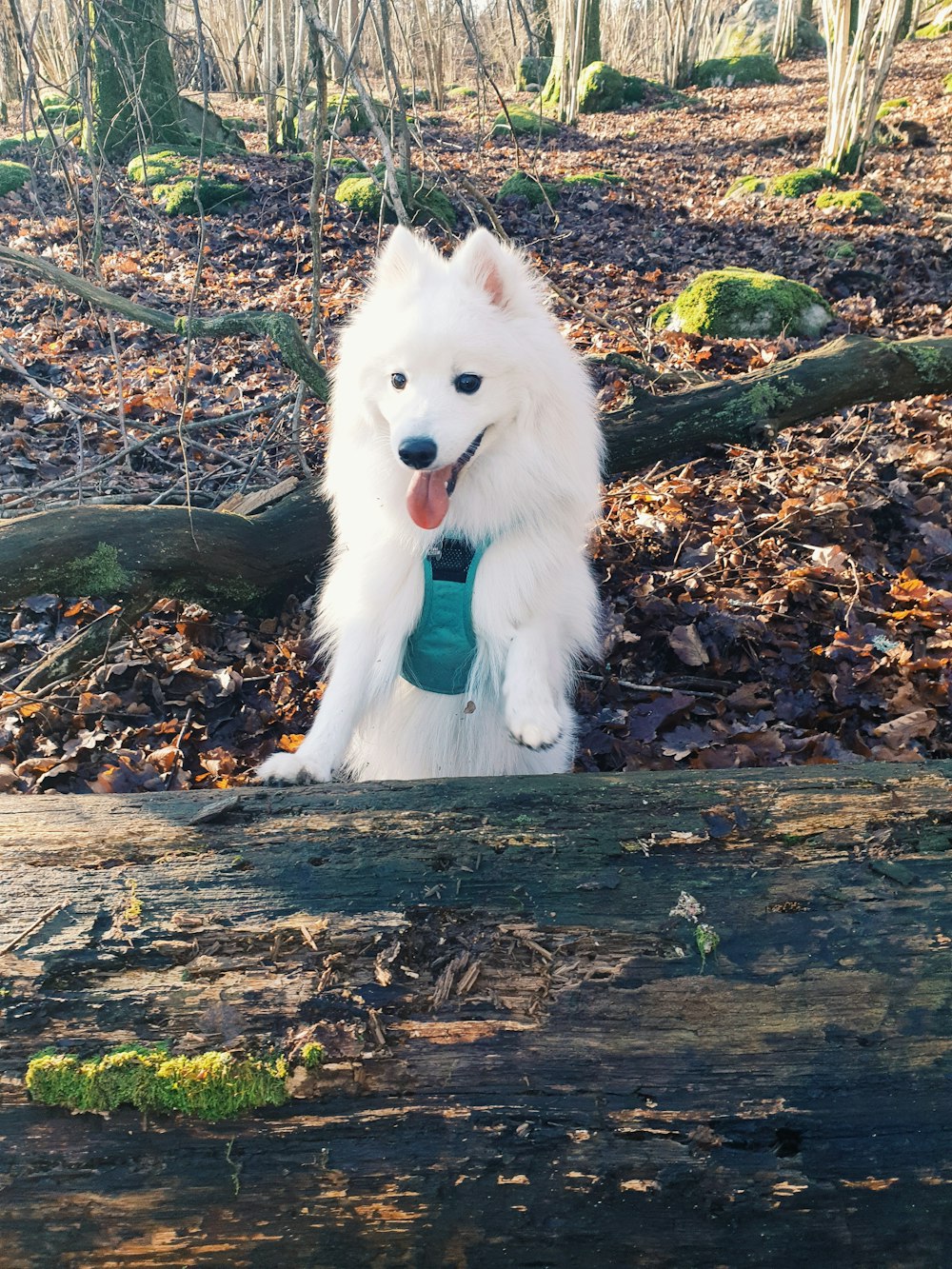 white long coat small dog on brown dried leaves