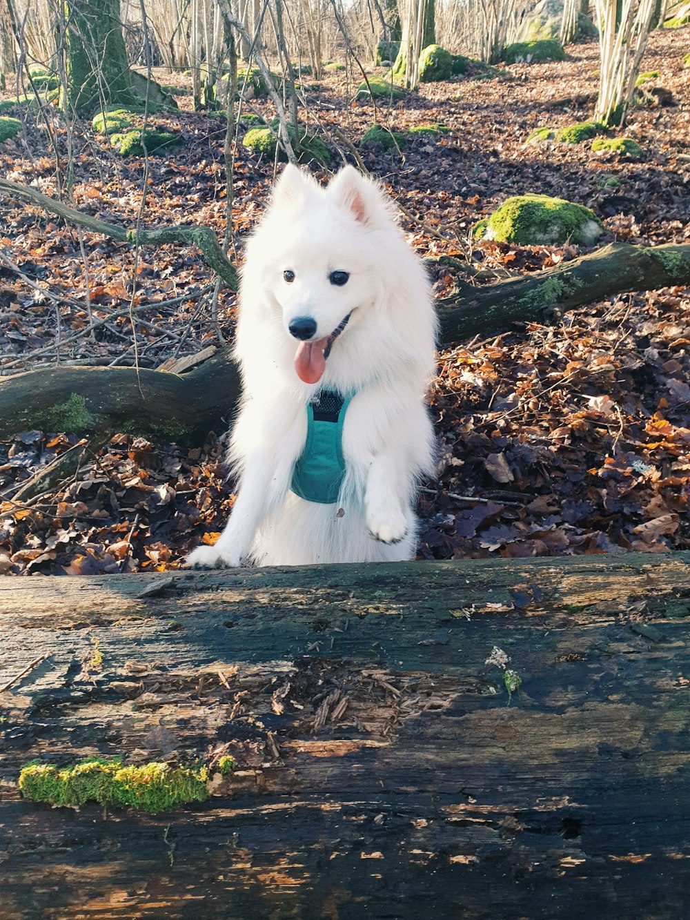 Petit chien blanc à poil long sur feuilles séchées brunes
