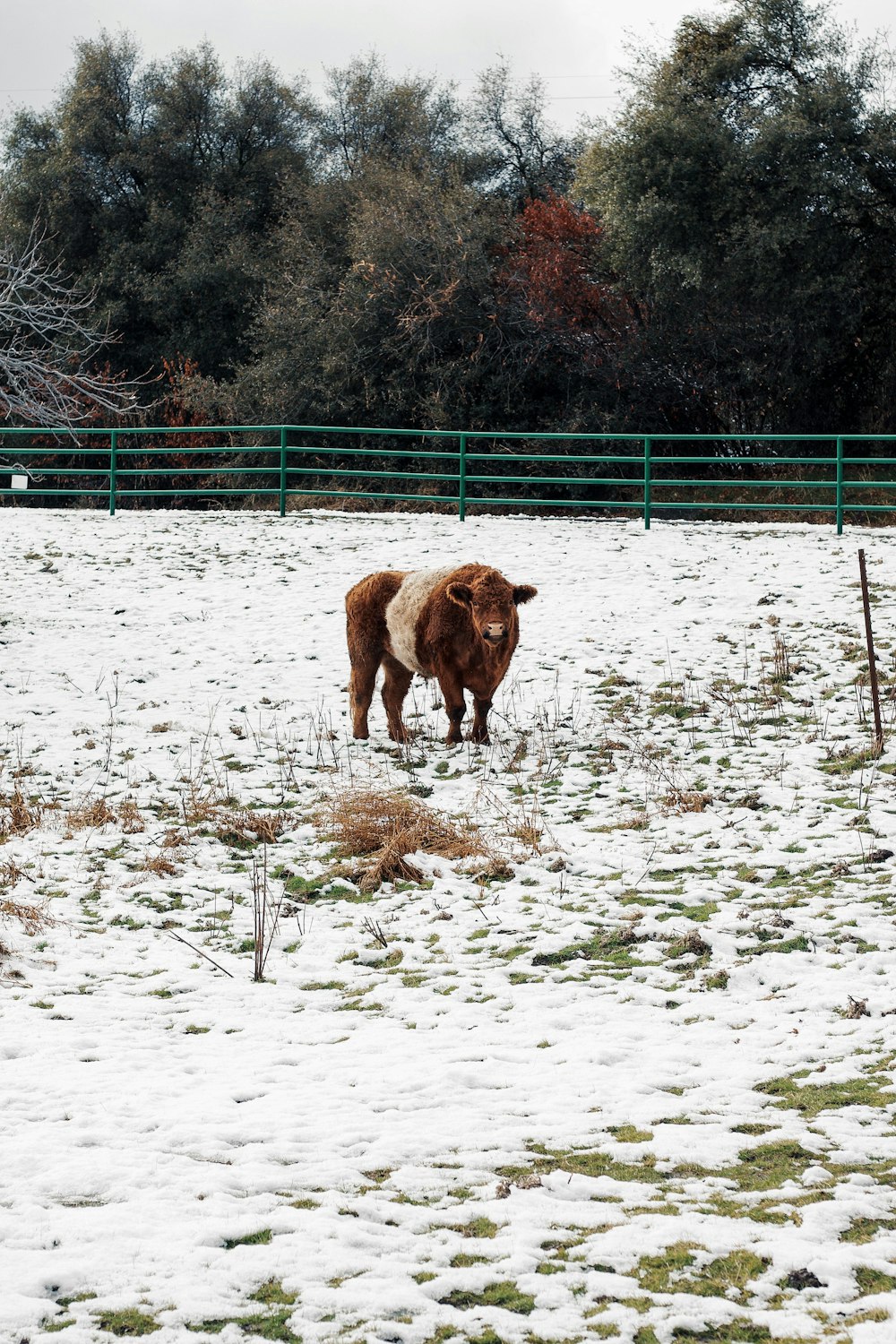 Vaca marrón en campo de nieve blanco durante el día