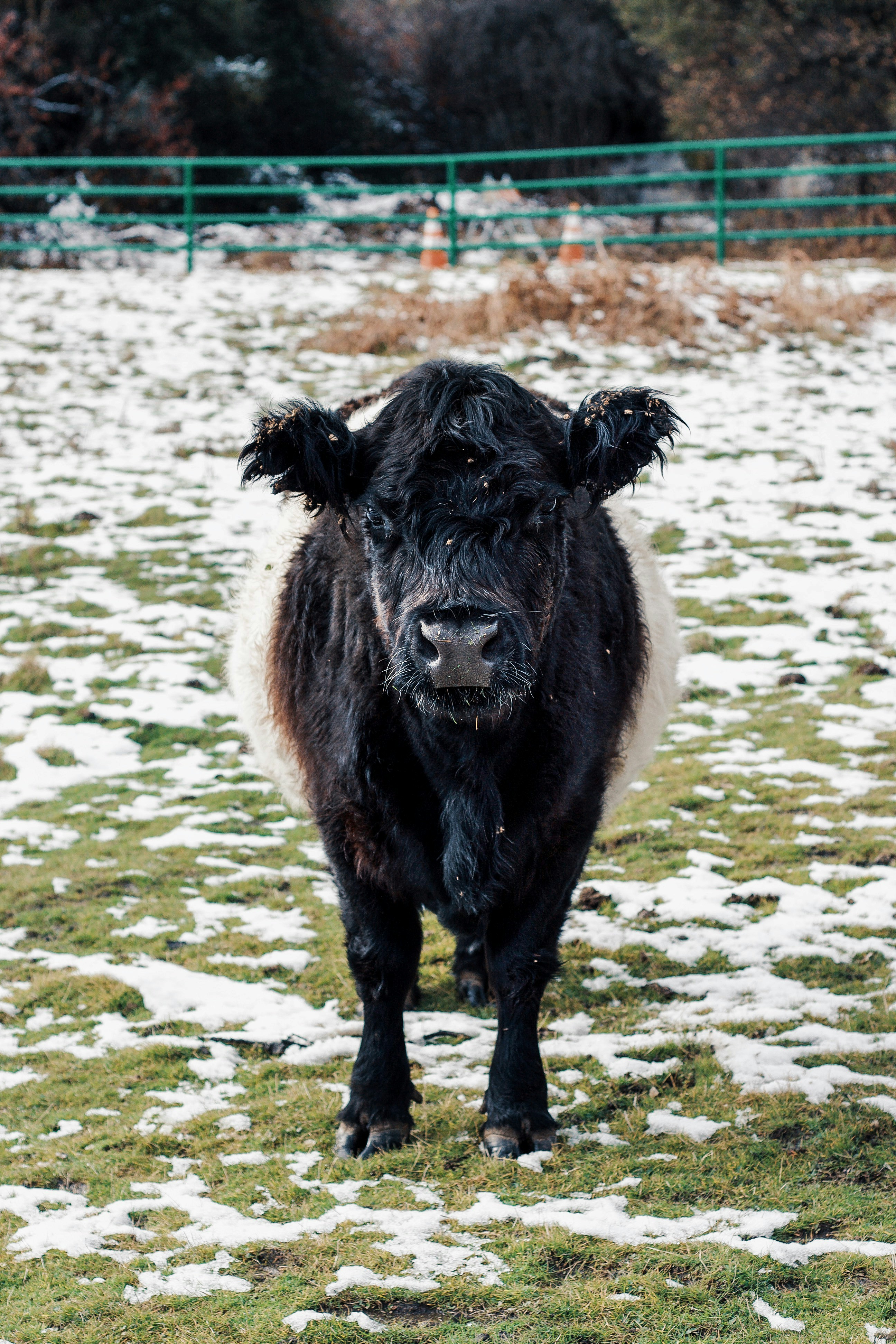 Emotional Expression in Cattle Communication (image credits: unsplash)