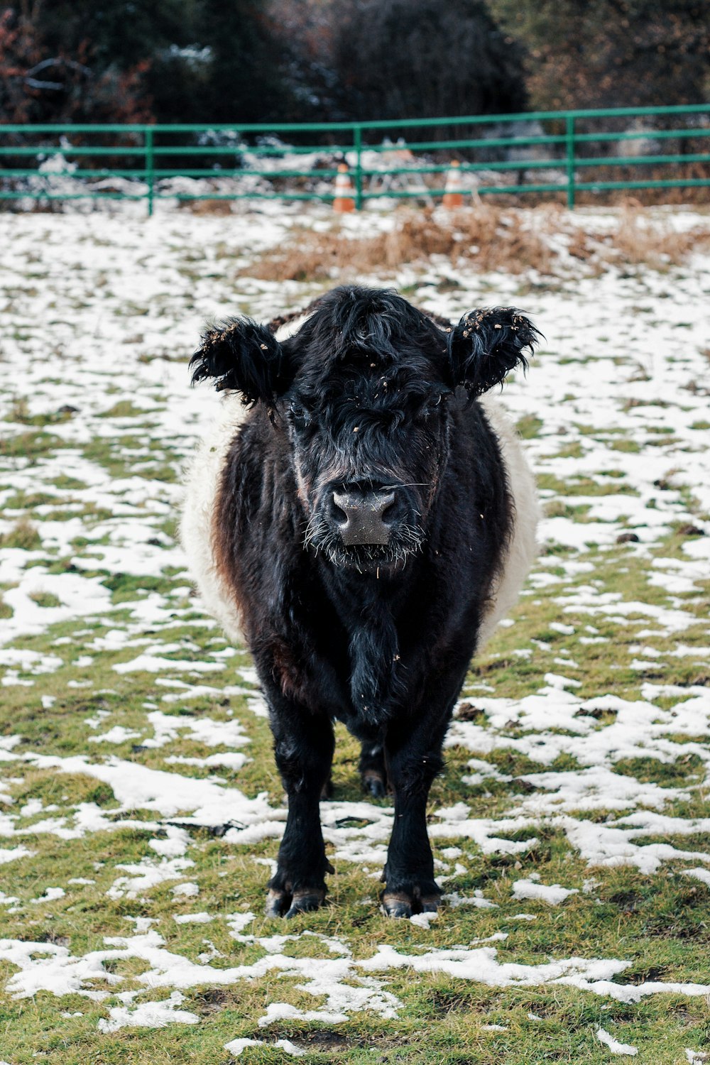 Vaca negra en campo de hierba verde durante el día